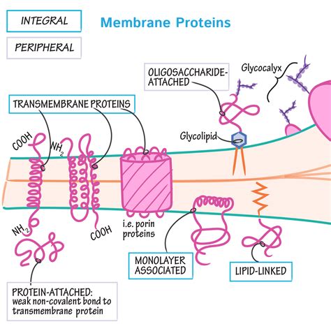 integral proteins are mostly involved in
